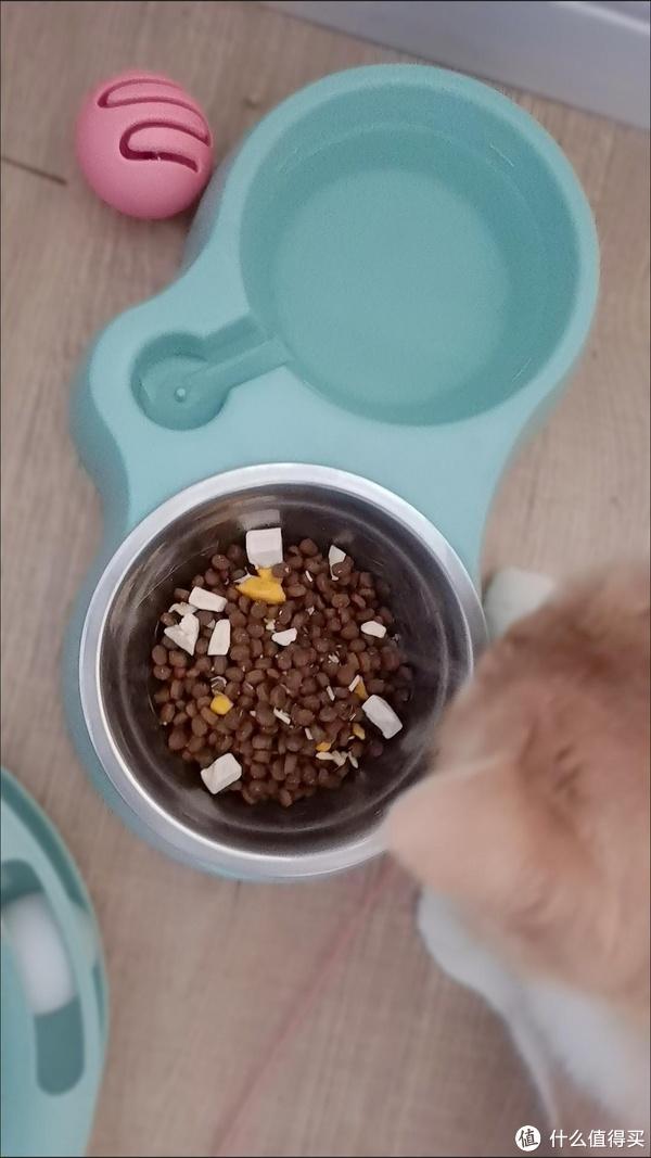 猫咪日常家庭生活图片_猫咪日常家庭生活怎么写_家庭猫咪日常生活