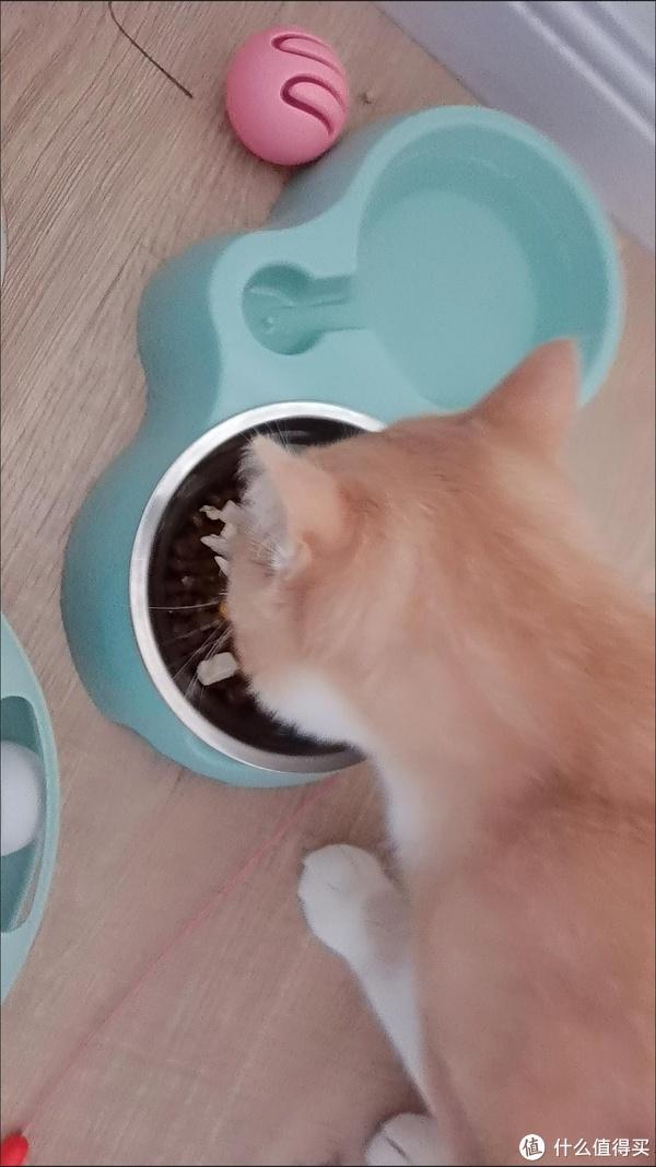 猫咪日常家庭生活怎么写_猫咪日常家庭生活图片_家庭猫咪日常生活