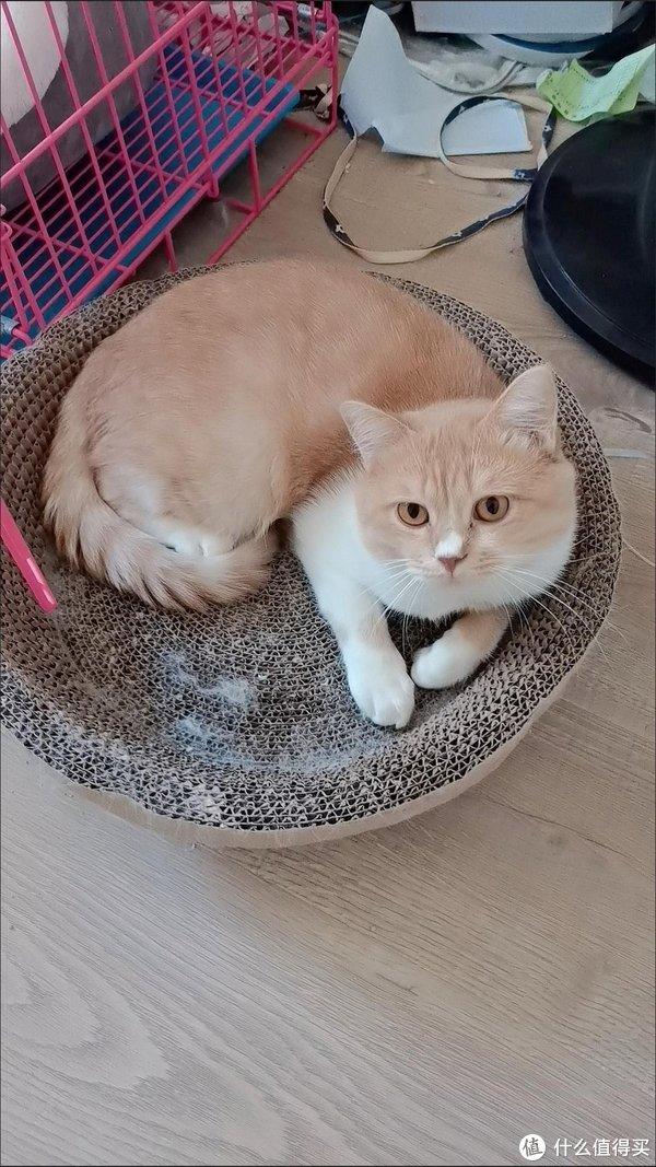 猫咪日常家庭生活怎么写_猫咪日常家庭生活图片_家庭猫咪日常生活