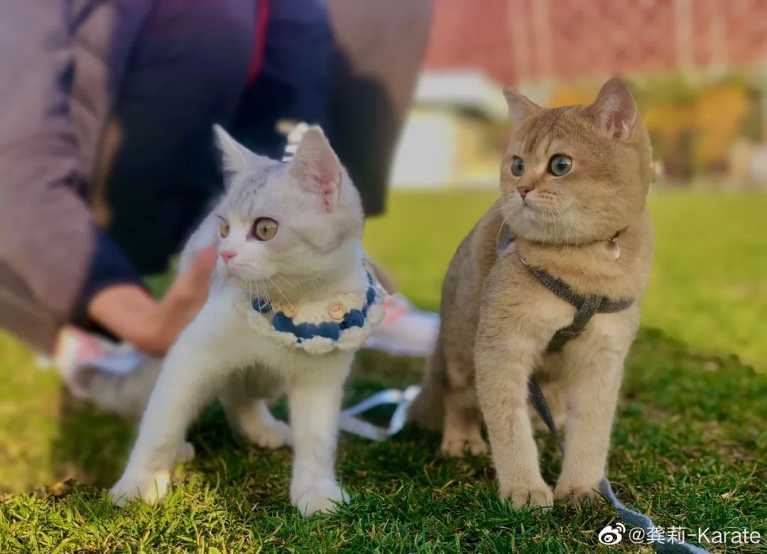中国击剑冠军表情包可爱_击剑表情包含义_击剑表情包mc