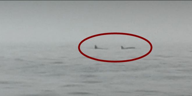 游泳的海豹_海豹鲨鱼游泳技巧_游泳海豹技巧鲨鱼视频