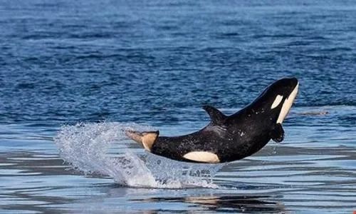 海豹鲨鱼游泳技巧_游泳海豹技巧鲨鱼视频_游泳的海豹