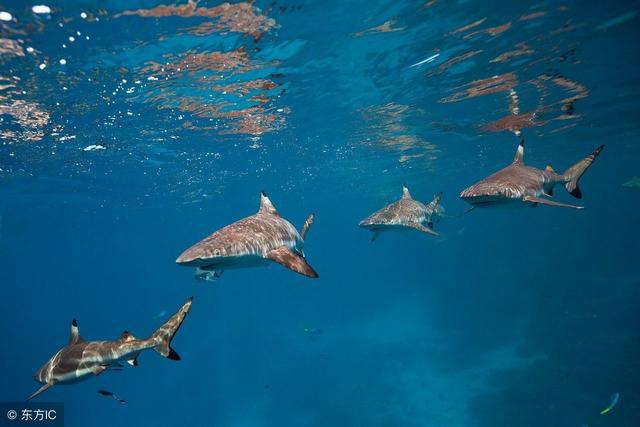 海豹鲨鱼游泳技巧_游泳海豹技巧鲨鱼视频_海豹泳姿